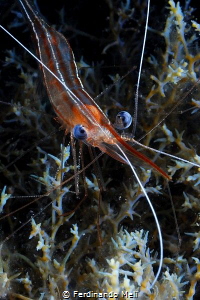 Shrimp
(Plesionika narval) by Ferdinando Meli 